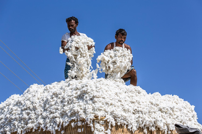 まるで白いゲレンデ 巨大な綿花の山で働くカラフルなインドの人々 まぐまぐニュース