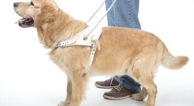 shutterstock_146218349