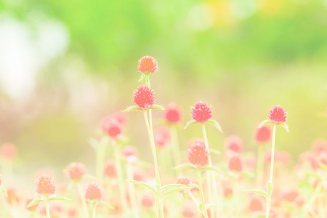 shutterstock_219955678