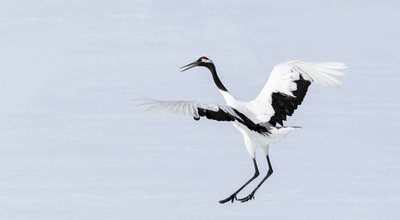 shutterstock_154906565 copy