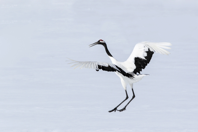 shutterstock_154906565 copy