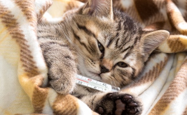 shutterstock_171629867