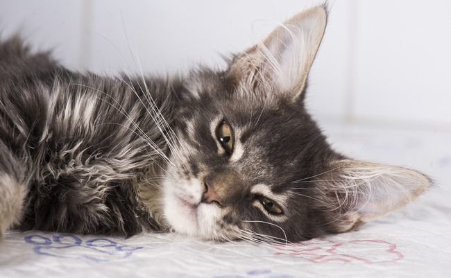 リスクは?現状は?医学博士・しんコロさんに聞く猫の輸血の基礎知識 リスクは?現状は?医学博士・しんコロさんに聞く猫の輸血の基礎知識