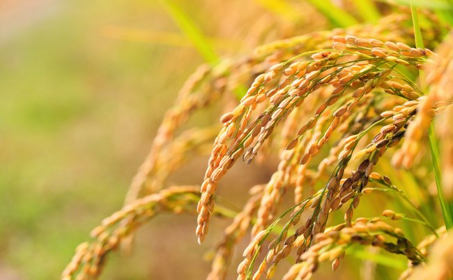 遺伝子組み換えで地球温暖化の「元凶」をほぼゼロに抑えた稲、開発