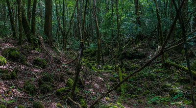 aokigahara_forest.jpg