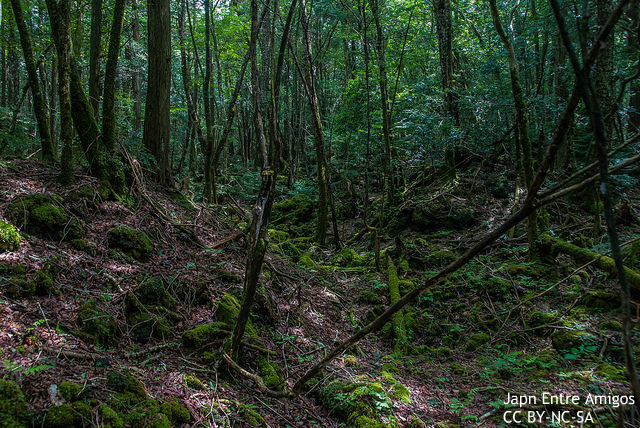 aokigahara_forest.jpg