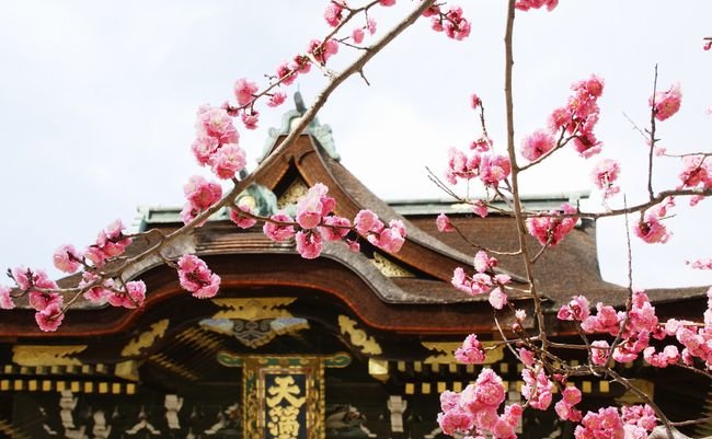 京都の梅の名所「北野天満宮」にある七不思議
