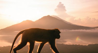 不吉な言葉だから 今年の干支 さる を えてこう と呼ぶ理由 ページ 2 2 まぐまぐニュース