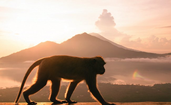 不吉な言葉だから？今年の干支「さる」を「えてこう」と呼ぶ理由