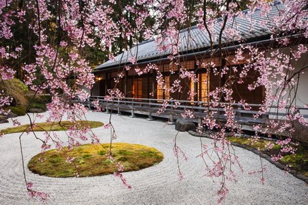 A-Spring-Cherry-Tree-Pavilion-