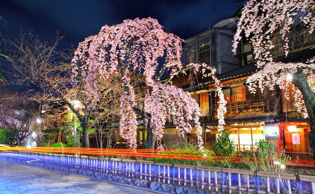 泣ける京都の桜物語。京で愛される桜に隠された5つの感動エピソード