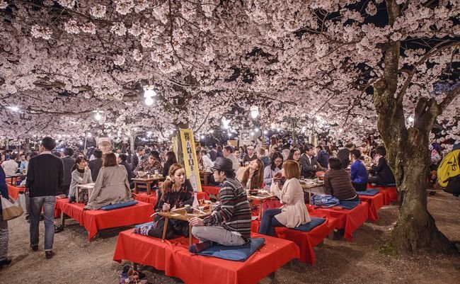 美しいだけじゃない。「桜」が日本の象徴とされている本当の理由