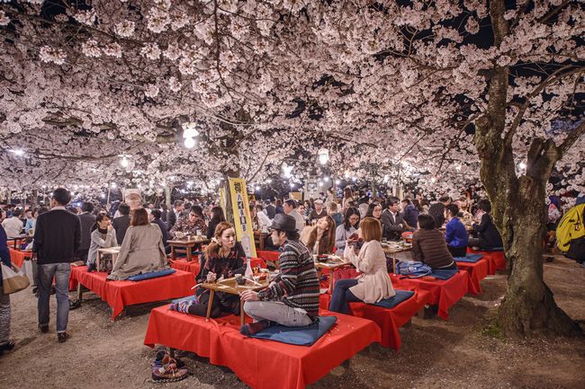 美しいだけじゃない 桜 が日本の象徴とされている本当の理由 まぐまぐニュース