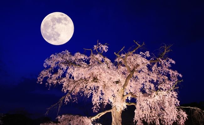 京都の桜を育てて100年、「桜守」佐野藤右衛門が勧める桜の名所