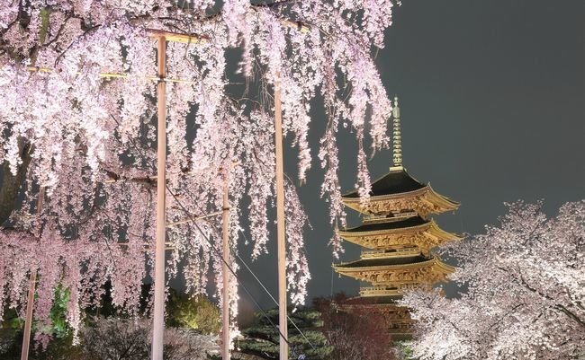 【京都案内】戦国武将や文豪が愛した「美しすぎる桜の名所」５選