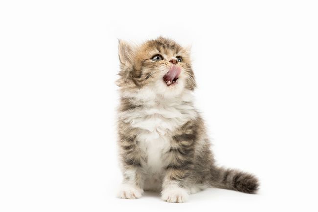 shutterstock_386549830