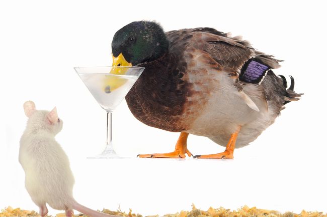 shutterstock_64985161