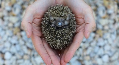 shutterstock_124580491 copy