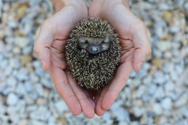 shutterstock_124580491 copy