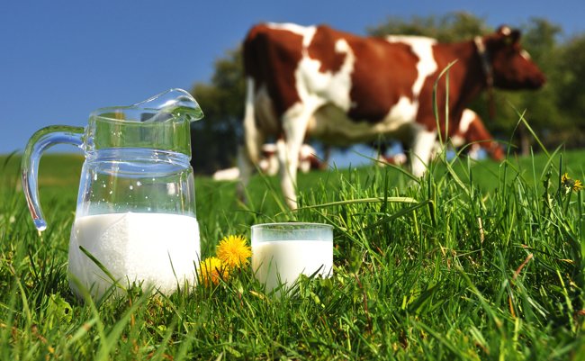 健康神話崩壊。「低脂肪ミルク」に隠された代用品の甘い罠