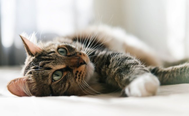 shutterstock_138979406 copy