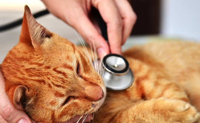 shutterstock_184914029 copy