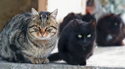 shutterstock_82808161 copy