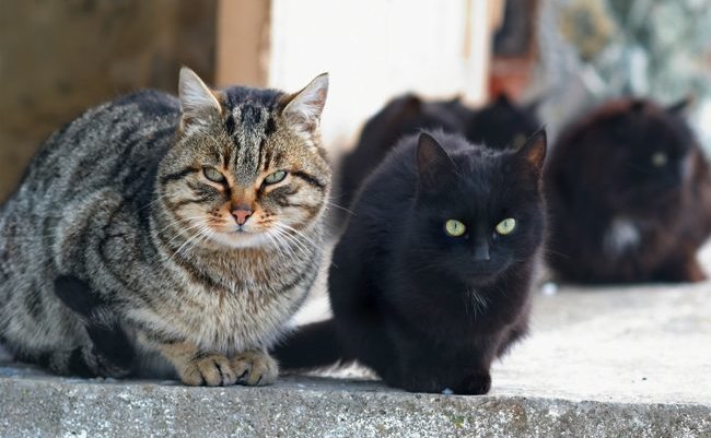 野良猫への餌やり、やめました。でも行く末が心配…助けてください！