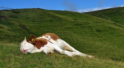 shutterstock_113355064 (1) copy