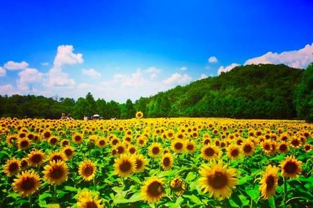 海外が驚いた 110万本が咲き誇った世羅高原のひまわり畑 まぐまぐニュース