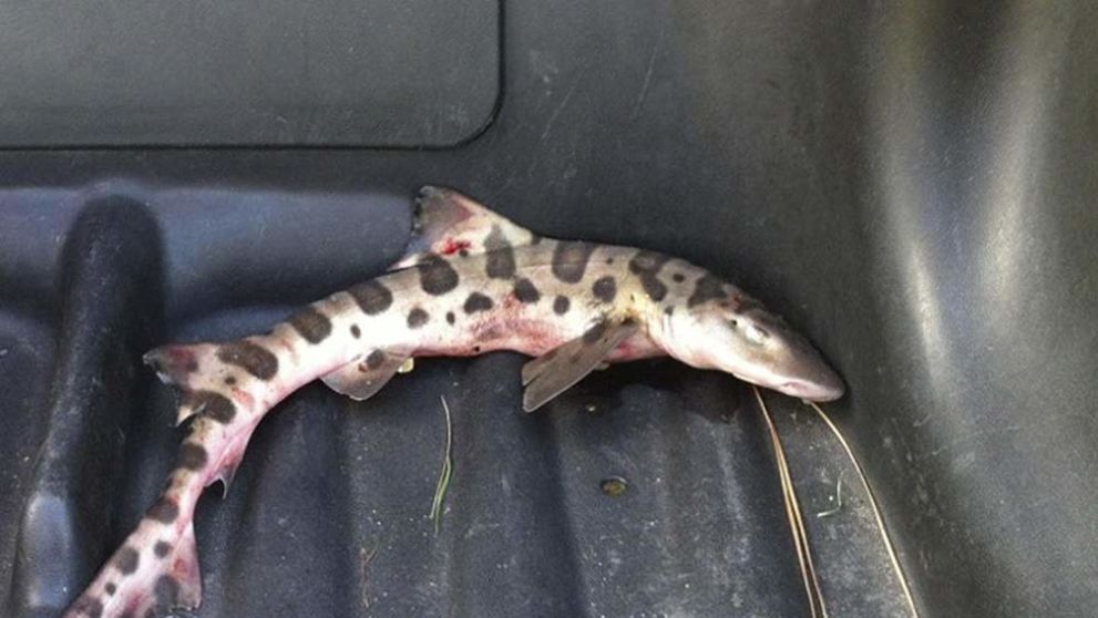 rescued-shark-1_3694076