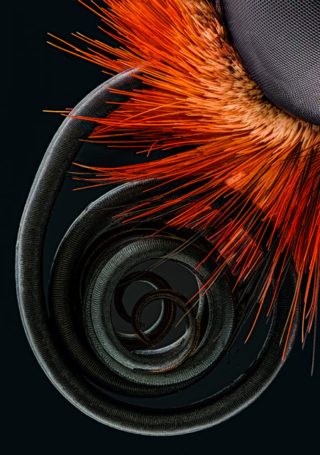 29089-schroeder-butterfly-proboscis