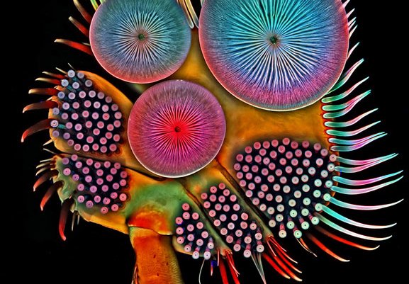 31928-siwanowicz-Acilius-diving-beetle-front-tarsus