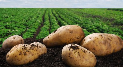 shutterstock_141643201