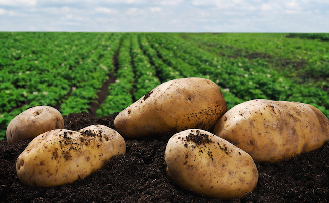 shutterstock_141643201