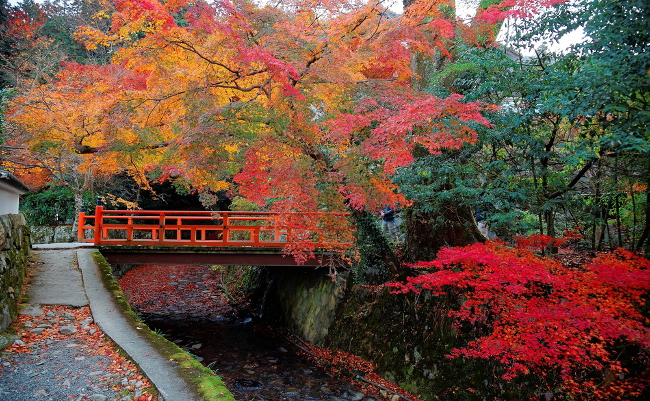 【京都案内】今年も古都に秋が来た。紅に染まる大原の里を往く