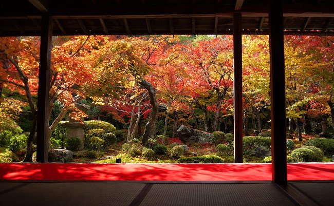 【京都】境内に広がる敷き紅葉を独り占め。哲学の道で思索に耽る