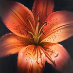 Daylilly-Series-#5Thumbnail