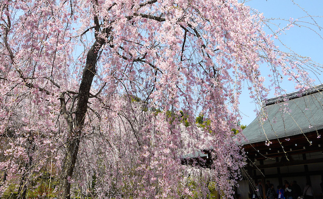 後醍醐天皇の御霊を慰め670回目の春。京都天龍寺に今年も咲く桜
