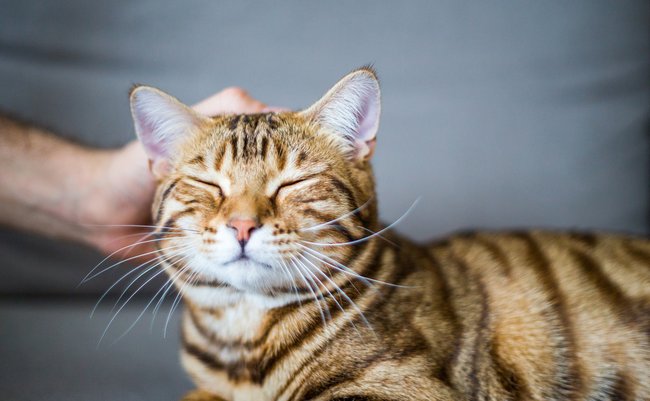 shutterstock_414398872