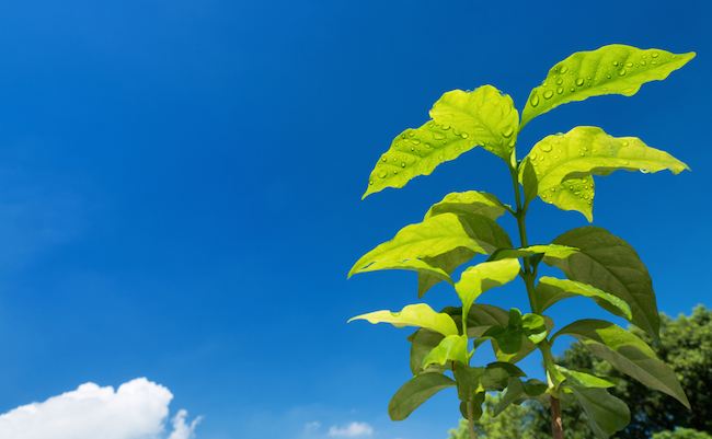 shutterstock_493479679