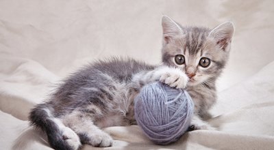 shutterstock_221879602