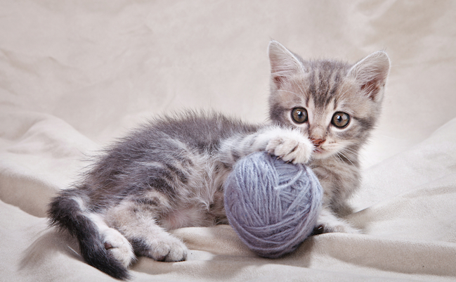 shutterstock_221879602