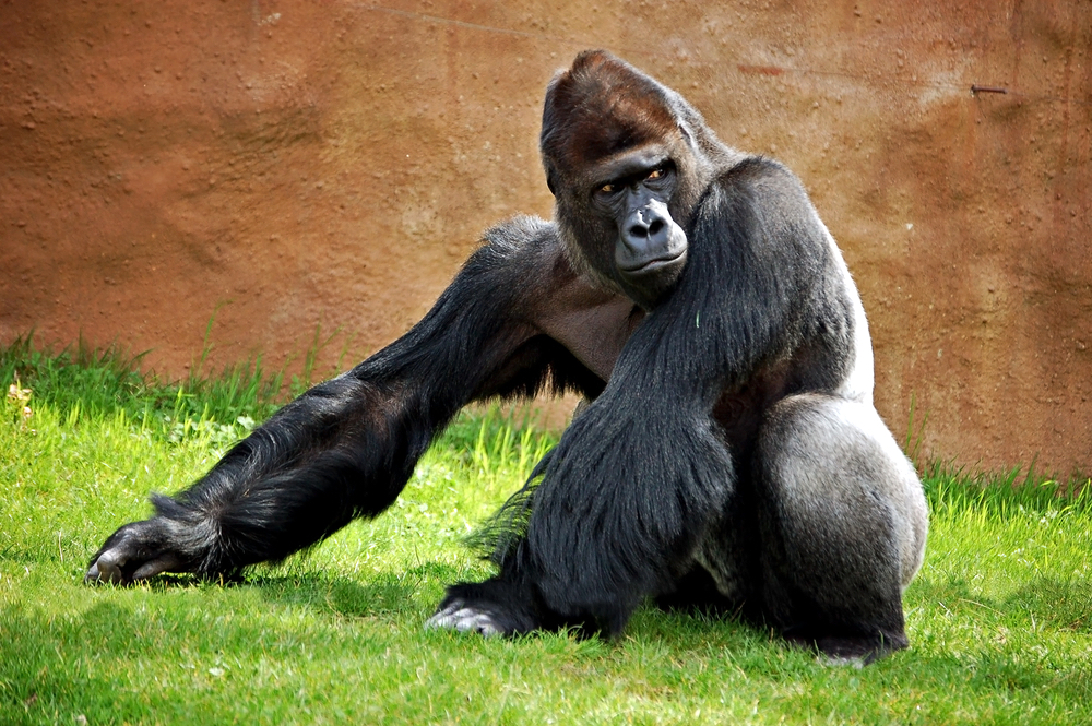 shutterstock_39019339