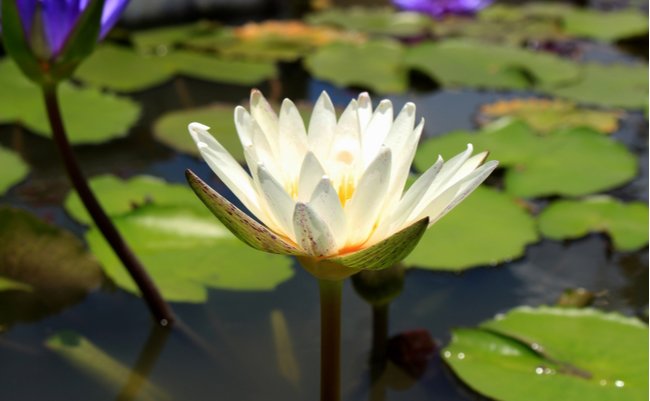 shutterstock_659065096