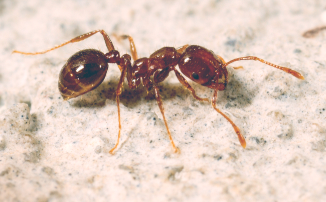 fireant