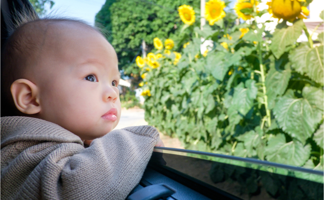 20170823_babysunflower