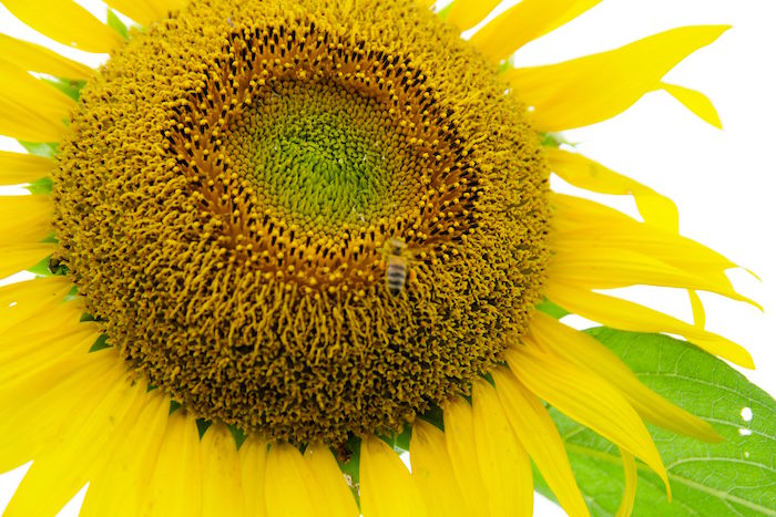 東京で10万本が咲き乱れ。まだ間に合う「清瀬ひまわりフェスティバル」