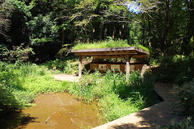 ほんとにトトロいたんだもん。埼玉に実在する「トトロの森」に潜入