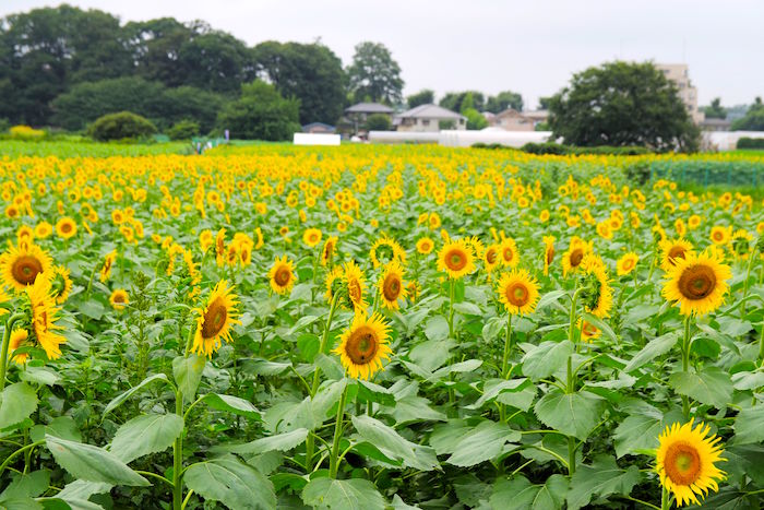 東京で10万本が咲き乱れ。まだ間に合う「清瀬ひまわりフェスティバル」